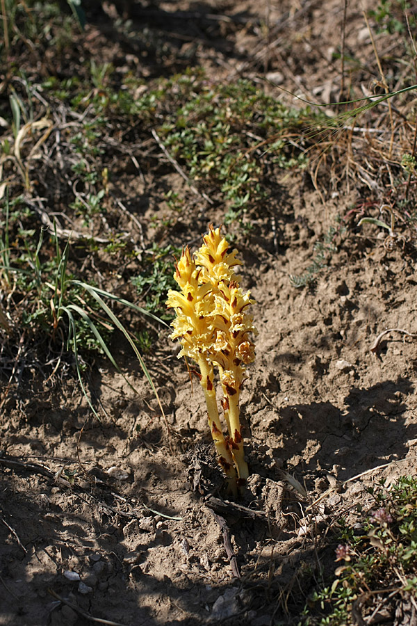 Image of Orobanche sordida specimen.