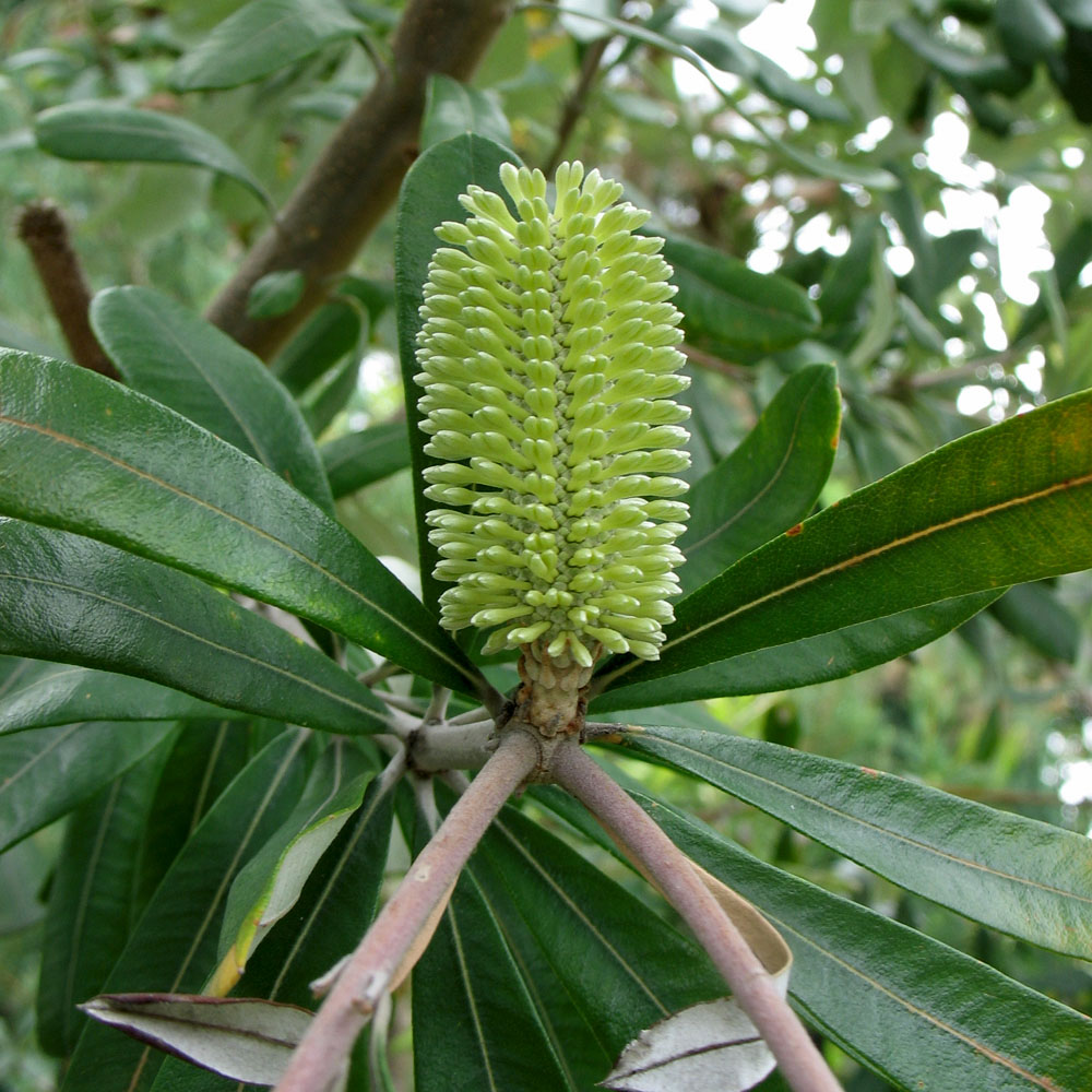 Image of Banksia integrifolia specimen.