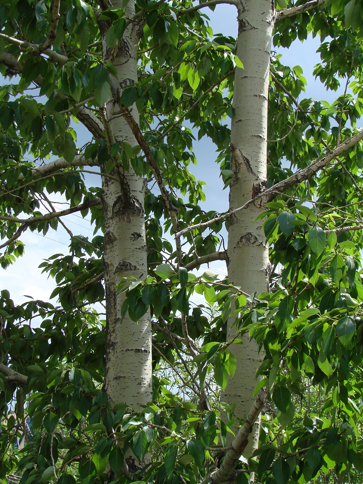 Image of Populus suaveolens specimen.