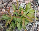 Aster alpinus