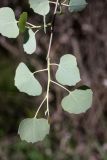 Populus pruinosa