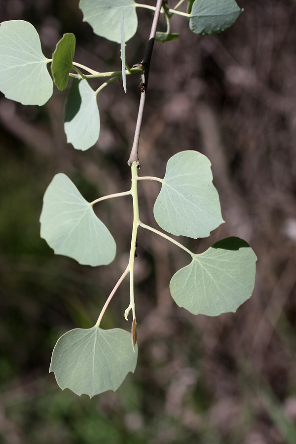 Изображение особи Populus pruinosa.