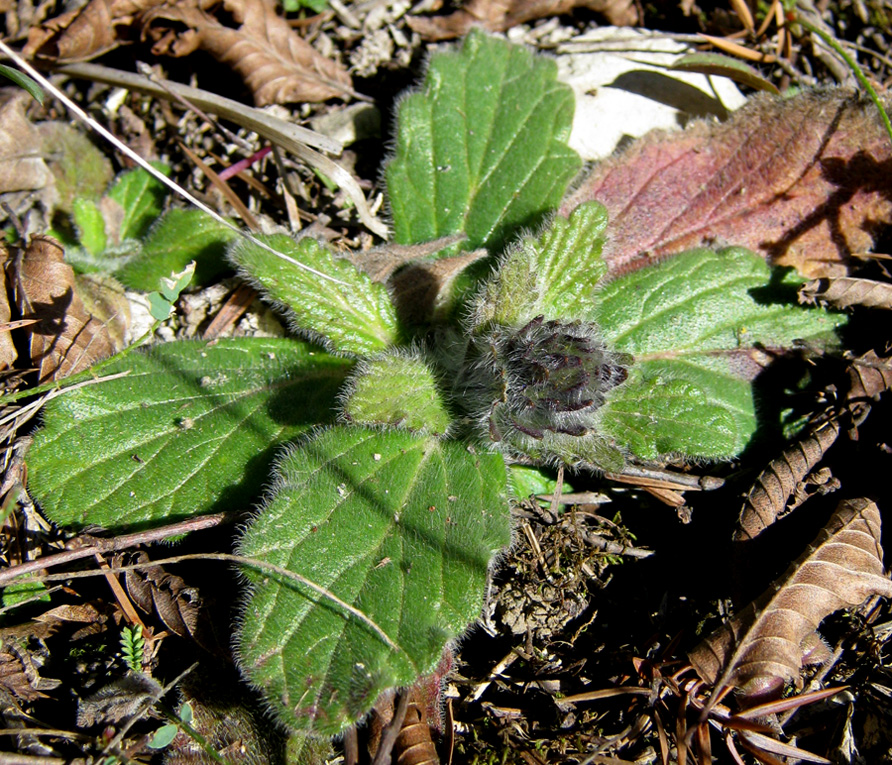 Image of Ajuga orientalis specimen.