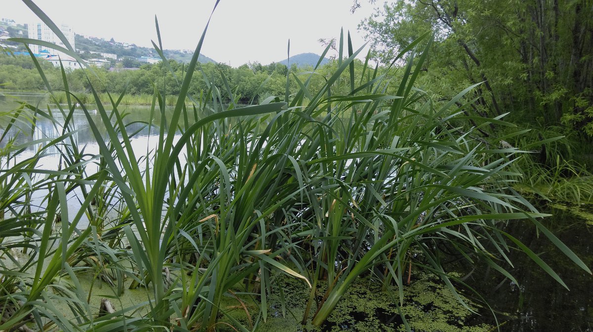Image of Typha latifolia specimen.