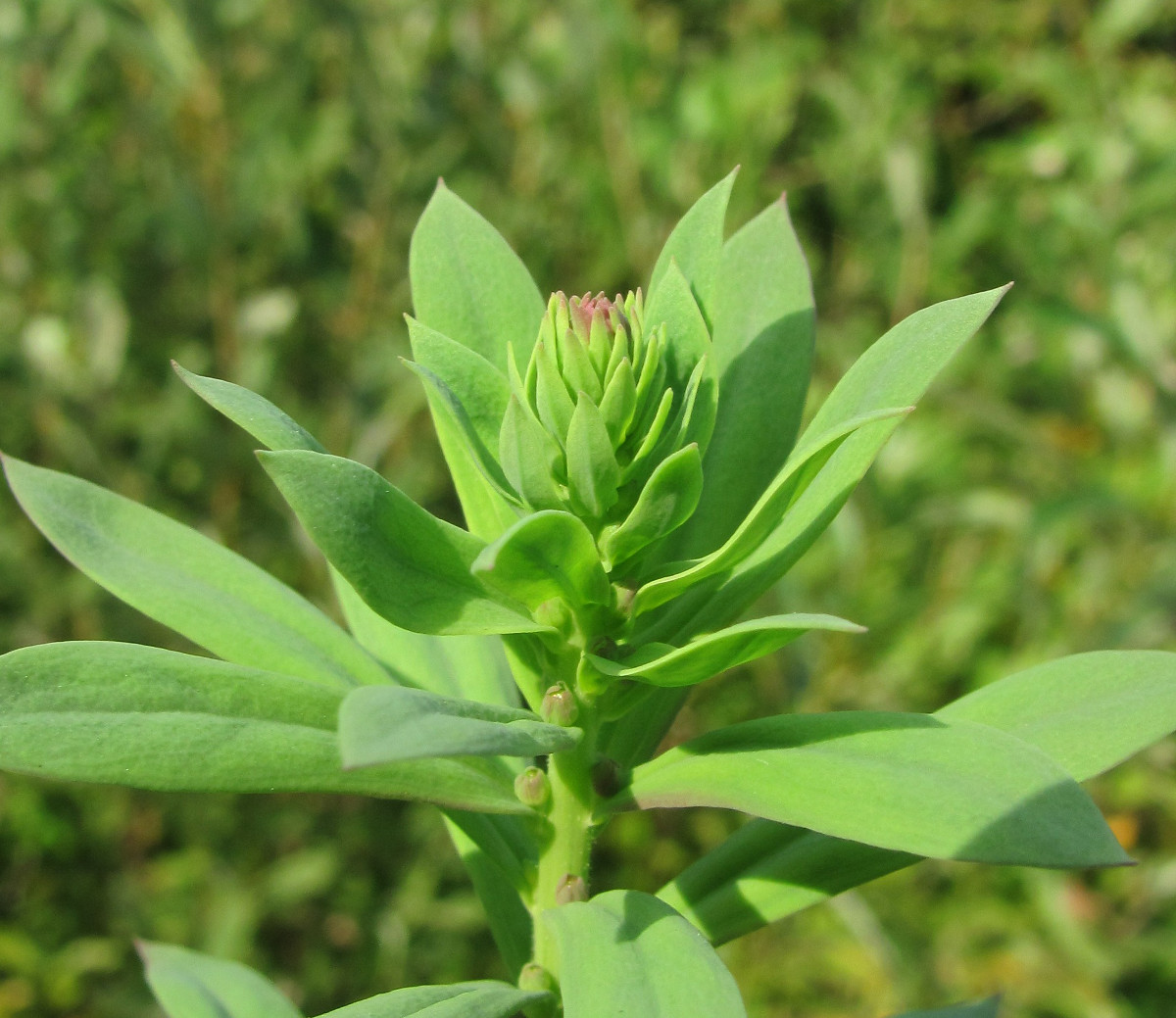 Изображение особи Linaria vulgaris.