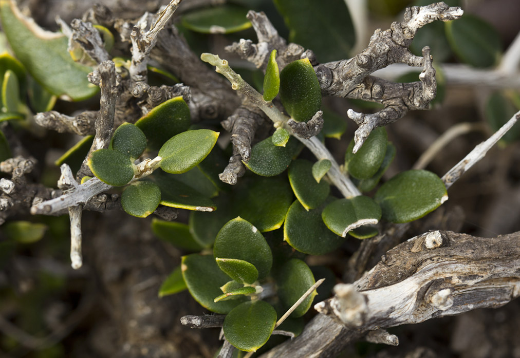 Изображение особи Olea europaea var. sylvestris.