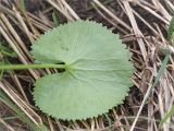 Ranunculus cassubicus