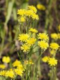 Crepis tectorum. Верхушка цветущего растения. Ленинградская обл., Волхов, вдоль ж. д. около пл. 115 км. 09.06.2013.