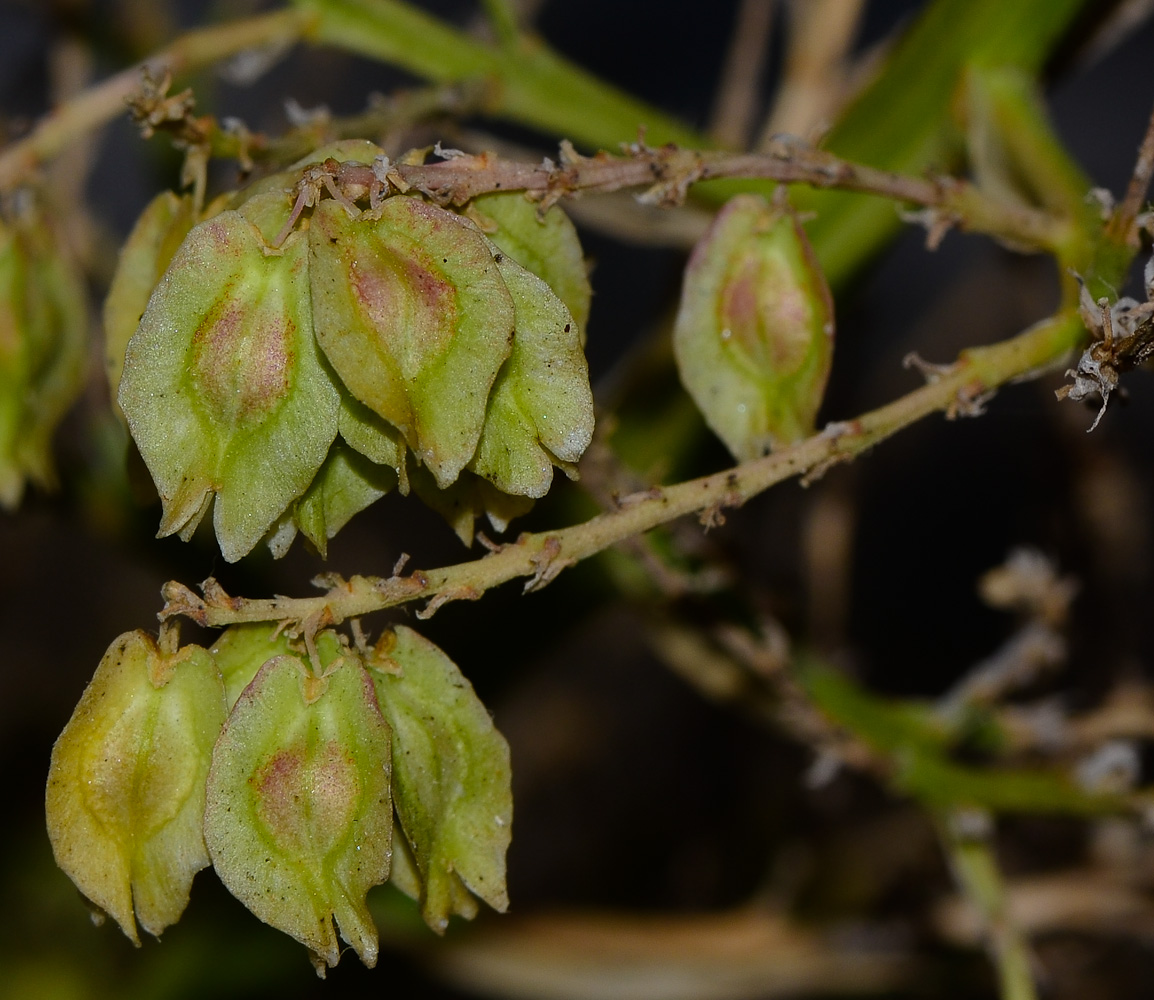 Изображение особи Beaucarnea recurvata.