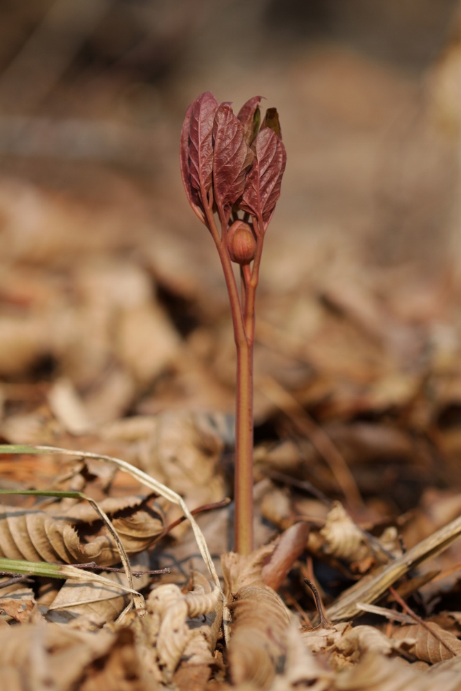 Image of Paeonia oreogeton specimen.