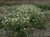 Holosteum glutinosum ssp. liniflorum