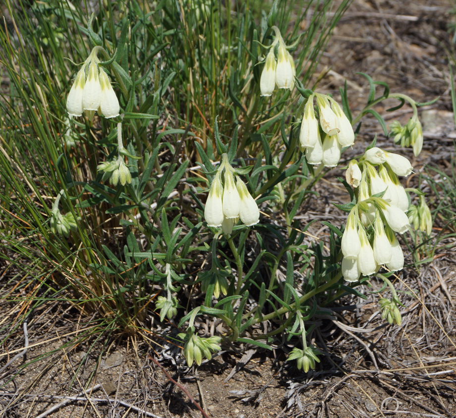 Изображение особи Onosma simplicissima.