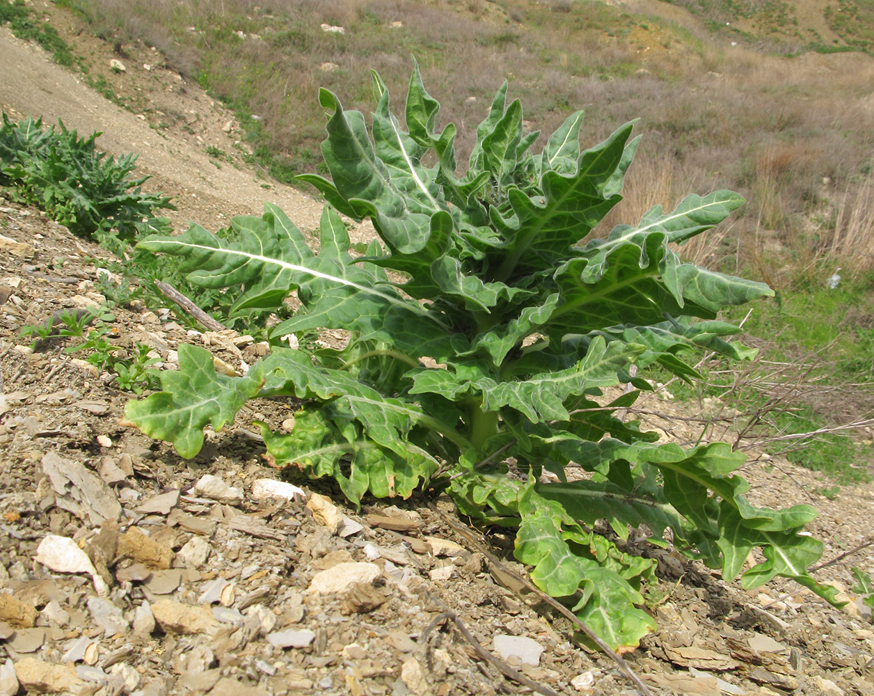 Изображение особи Hyoscyamus niger.