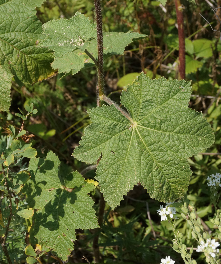 Image of Alcea nudiflora specimen.