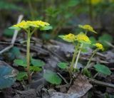 Chrysosplenium alternifolium