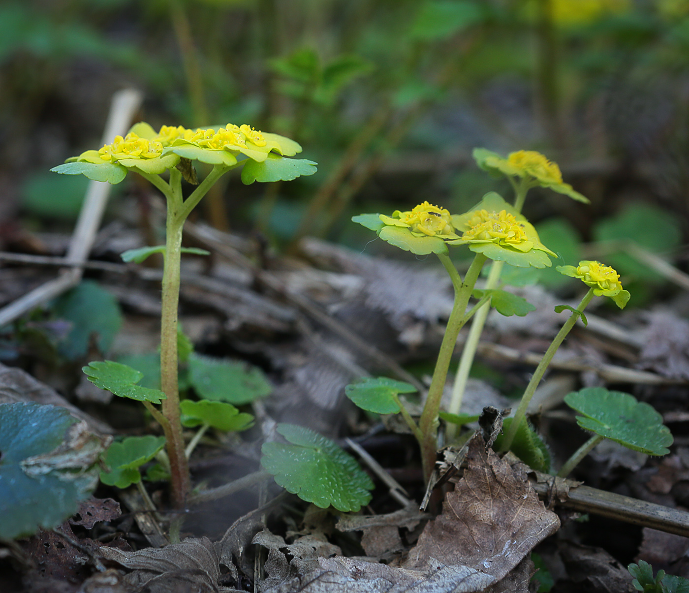 Изображение особи Chrysosplenium alternifolium.