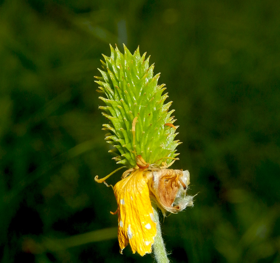 Image of Ranunculus illyricus specimen.