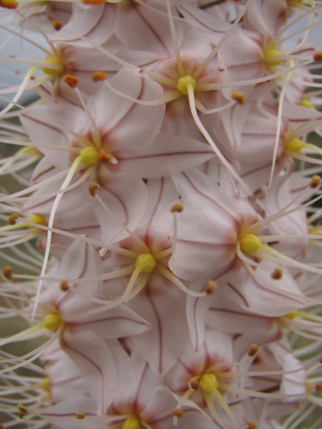 Image of Eremurus olgae specimen.