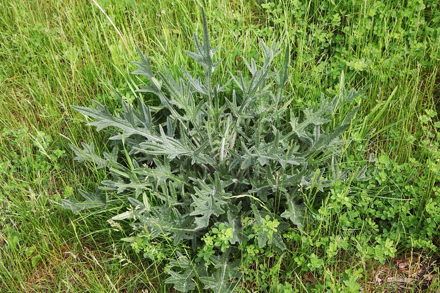 Image of Cirsium vulgare specimen.