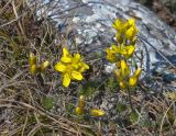 Draba cuspidata