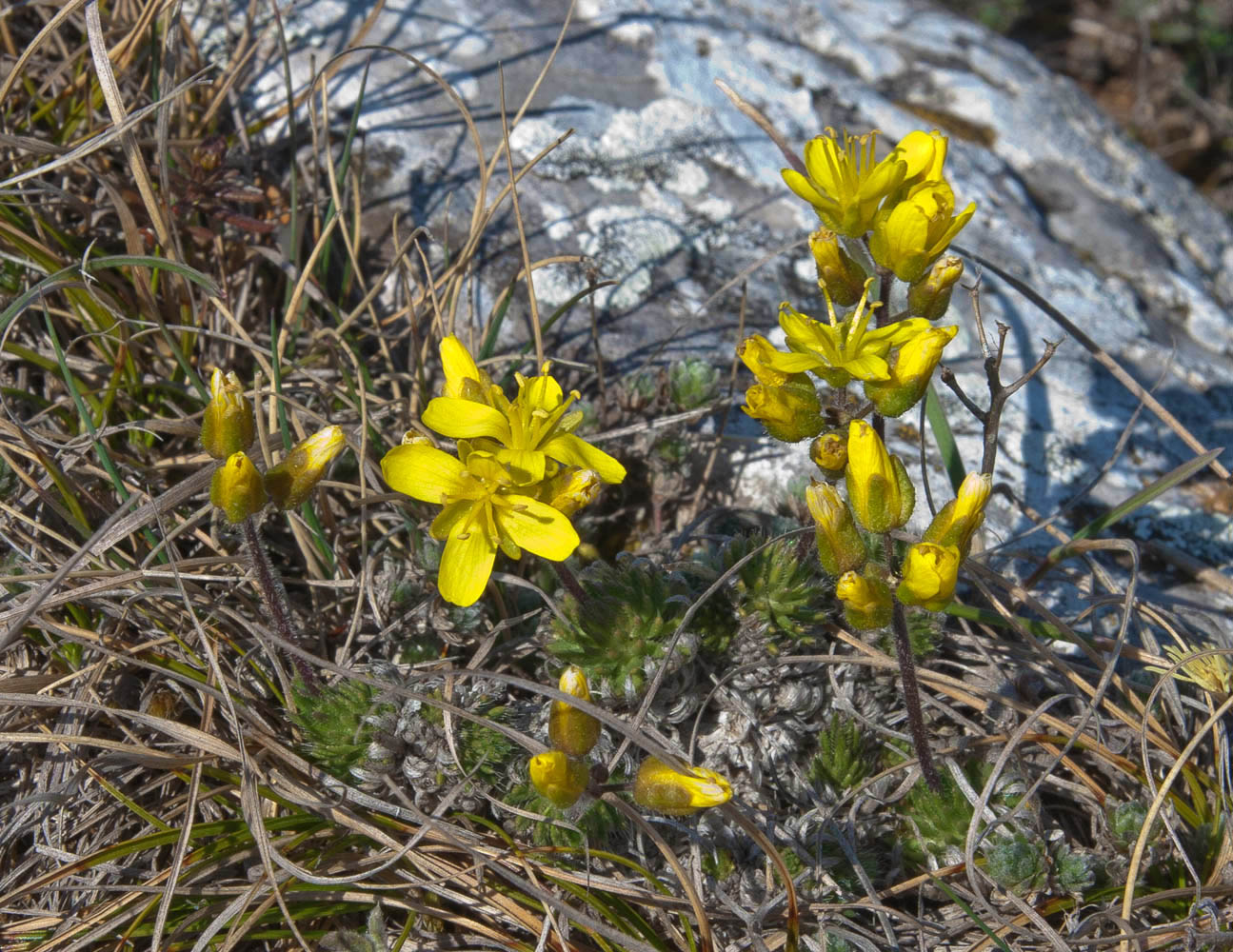 Image of Draba cuspidata specimen.