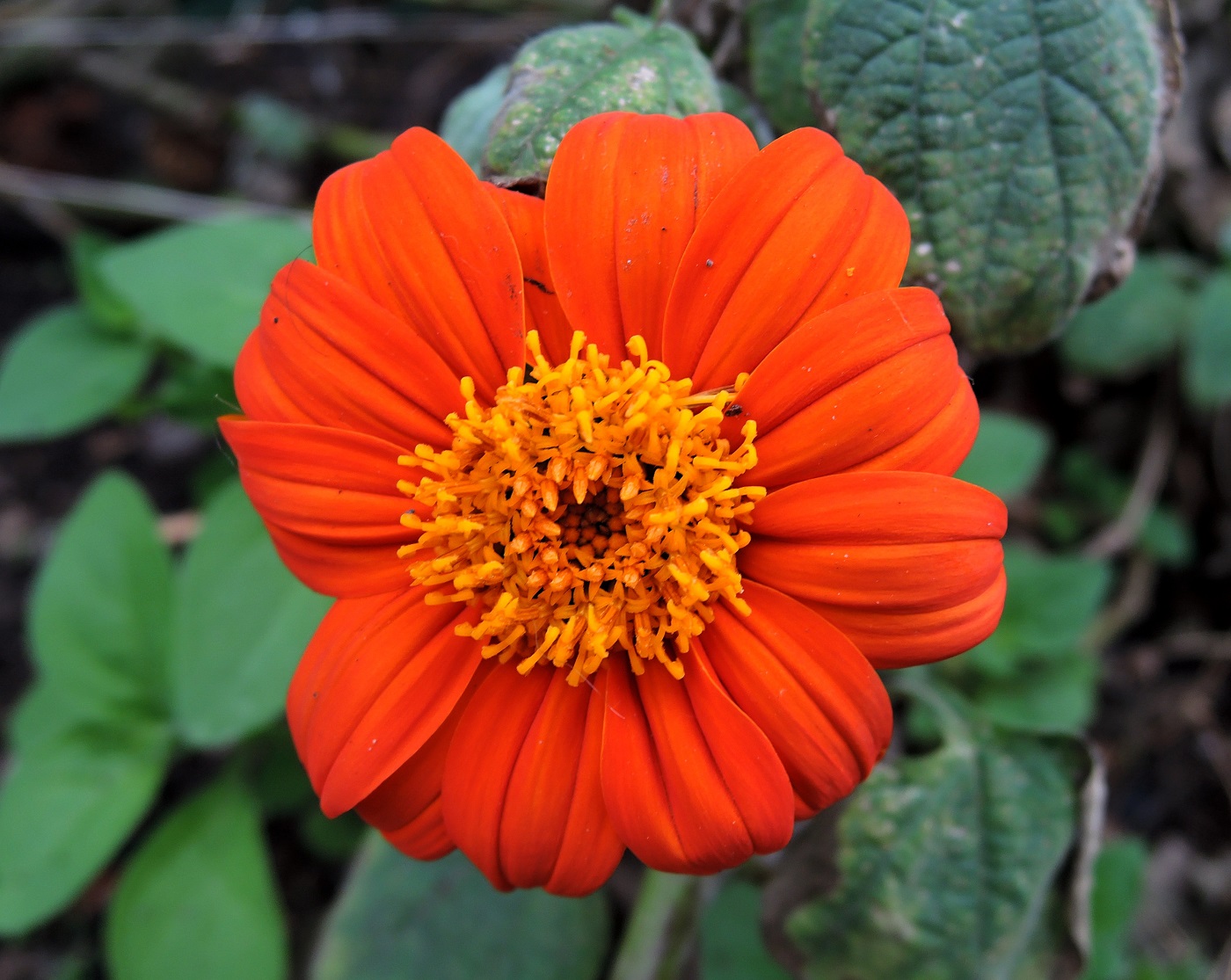 Image of Tithonia rotundifolia specimen.