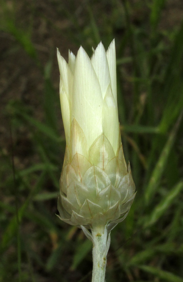 Image of Xeranthemum annuum specimen.