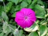 Lychnis coronaria