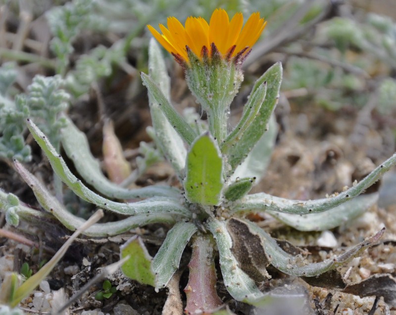 Image of Calendula bicolor specimen.