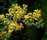 Galium verum. Верхушка побега с соцветиями. Владимирская обл., Ковровский р-н, окр. дер. Митино, поле. 02.07.2016.