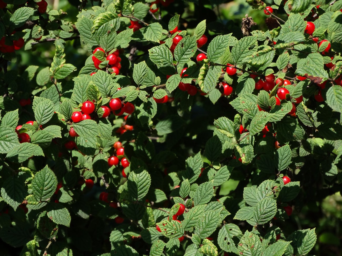 Изображение особи Cerasus tomentosa.