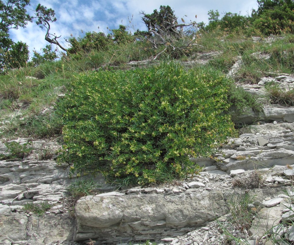 Изображение особи Melilotoides cretacea.