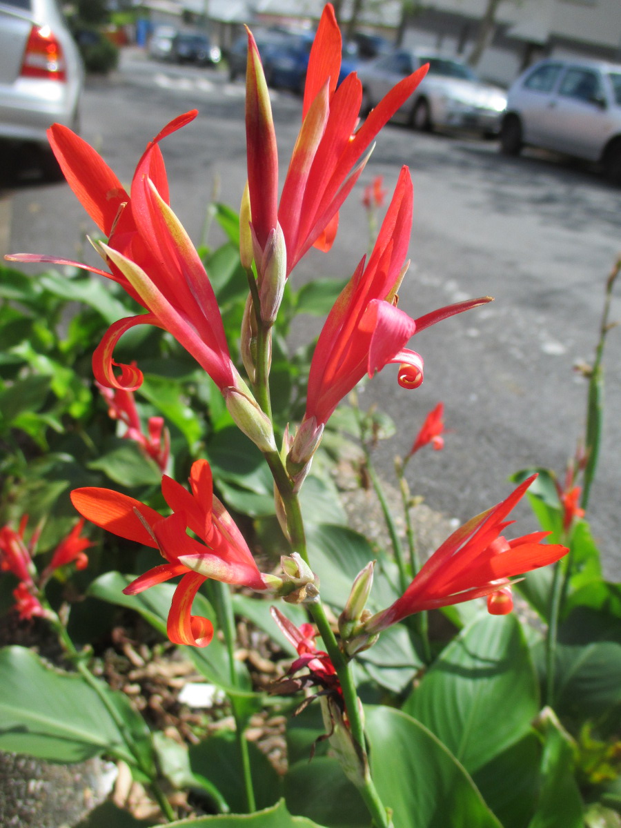 Image of Canna indica specimen.