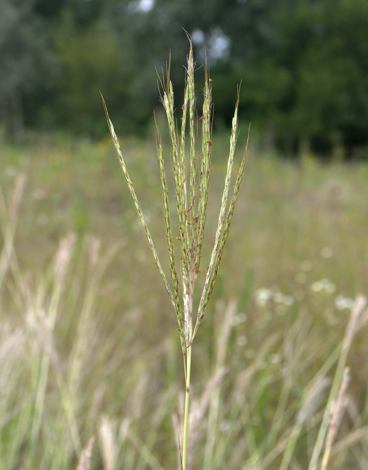 Изображение особи Bothriochloa caucasica.