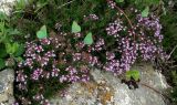 Thymus roegneri