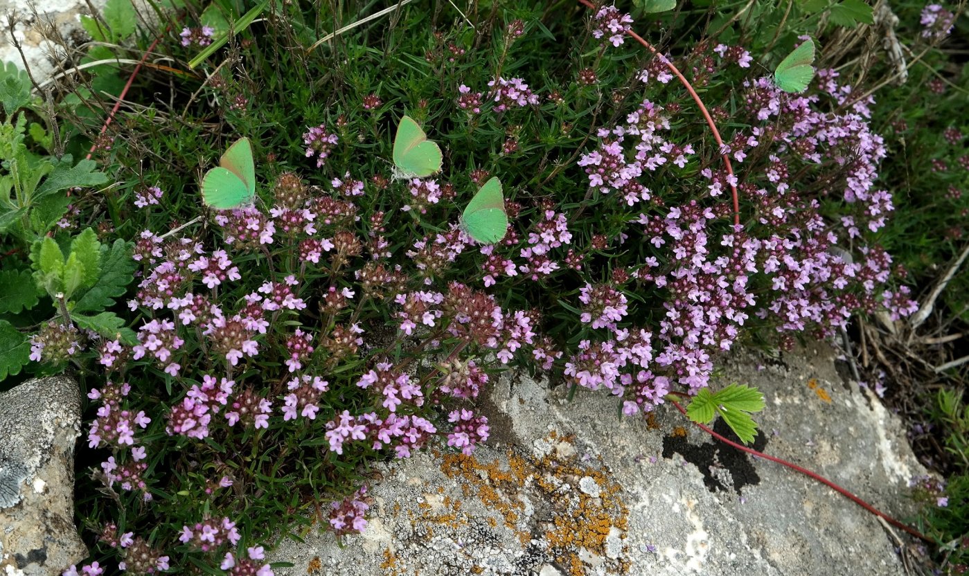 Изображение особи Thymus roegneri.