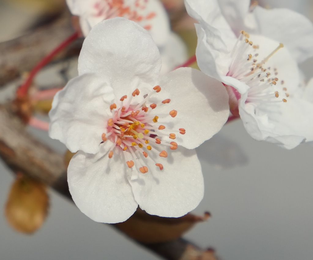 Image of Prunus cerasifera specimen.