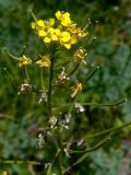 Erysimum cheiranthoides