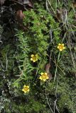 Saxifraga brachypoda