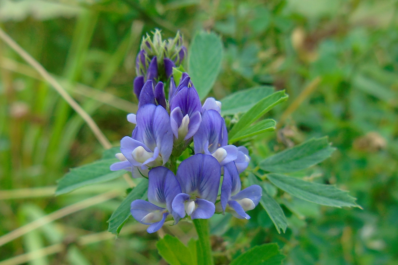 Изображение особи Medicago sativa.