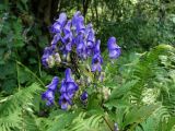 Aconitum taigicola. Верхушка цветущего растения. Приморье, окр. г. Находка, разнотравный луг. 07.09.2016.