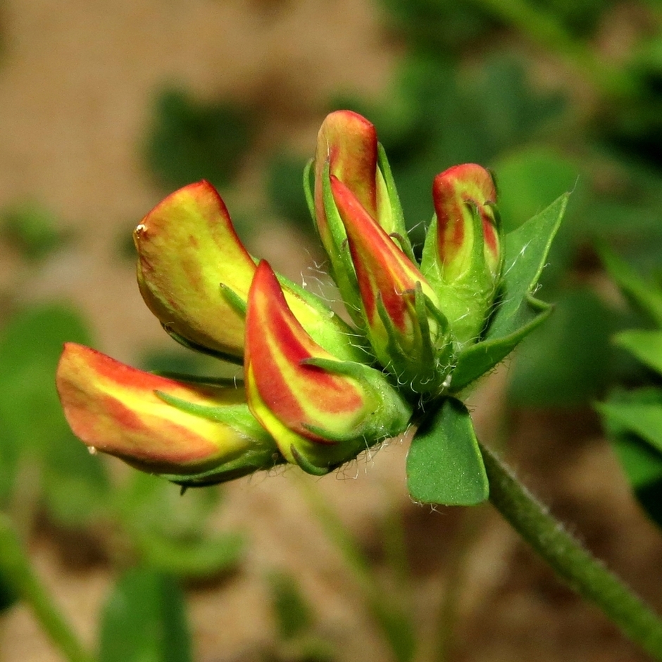 Изображение особи Lotus corniculatus.