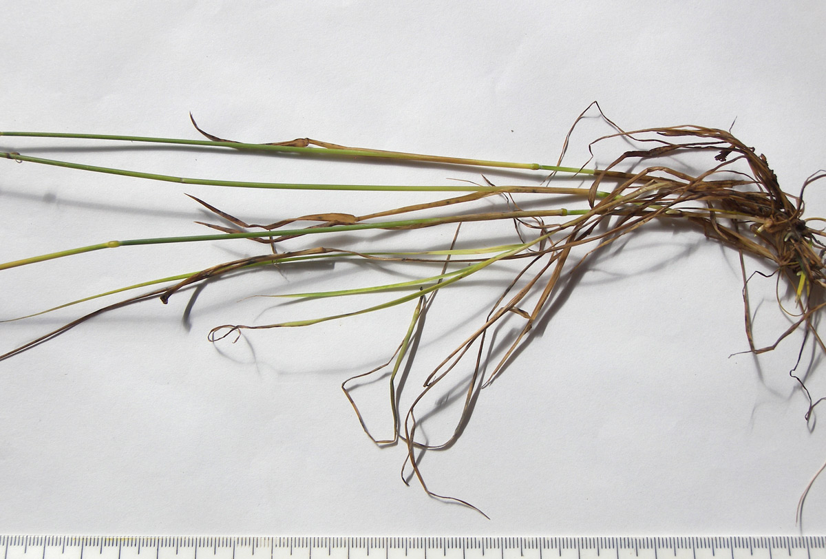 Image of Alopecurus ponticus specimen.