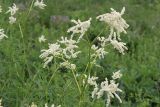 Aconogonon alpinum