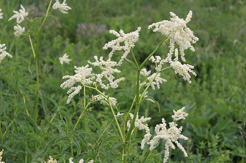 Изображение особи Aconogonon alpinum.