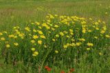 Tragopogon orientalis