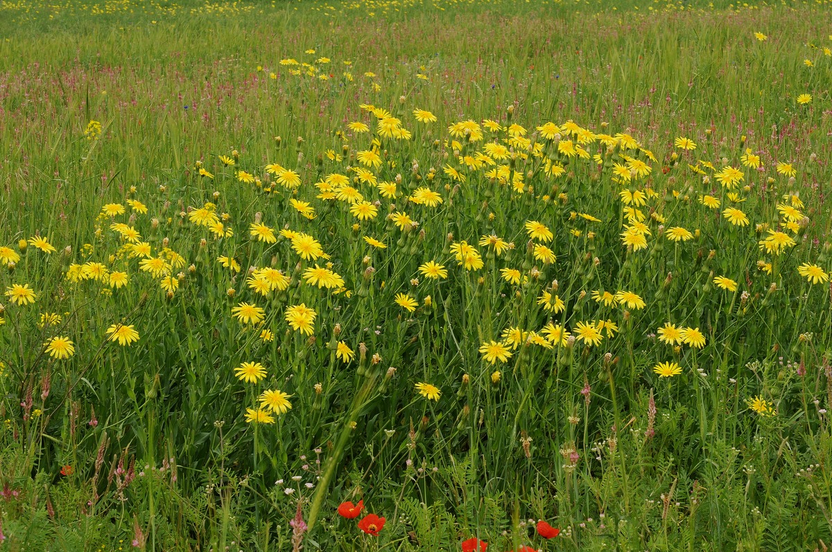 Изображение особи Tragopogon orientalis.