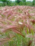 Hordeum jubatum