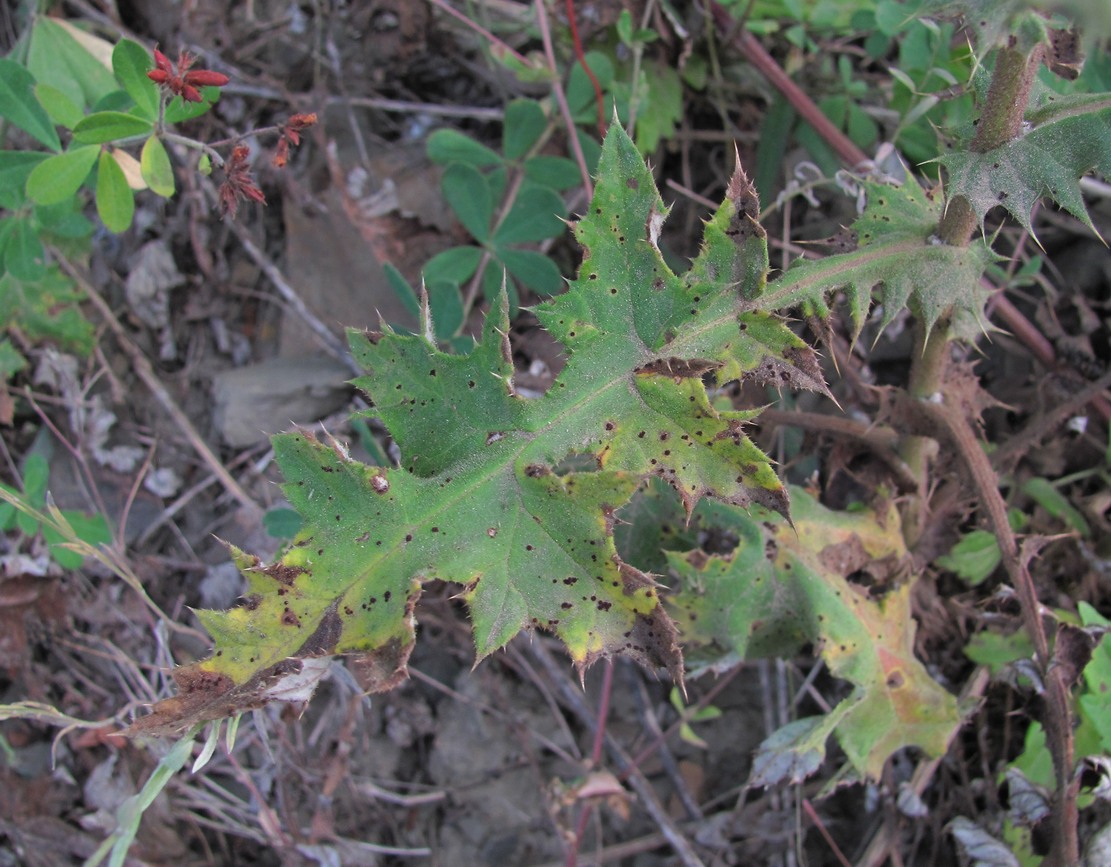 Image of Echinops sphaerocephalus specimen.