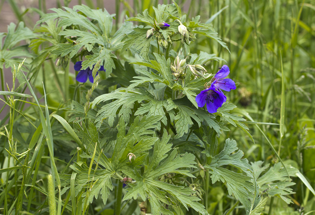 Image of Geranium pratense specimen.